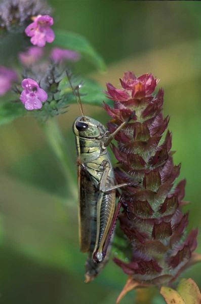 Pennsylvania Close-up of grasshopper on plant